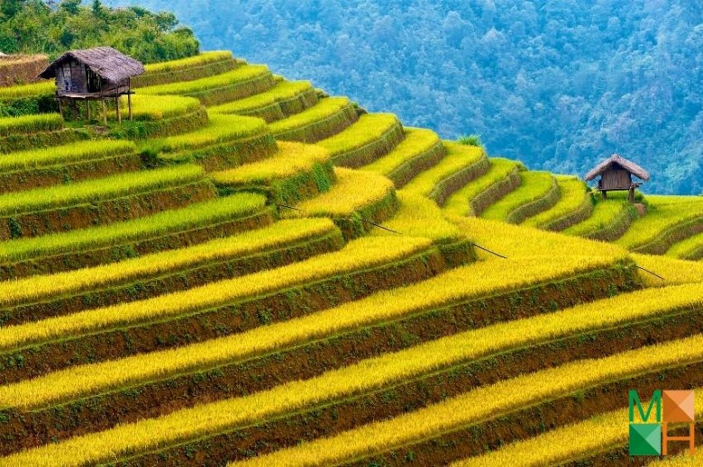 Tranh dán tường Hàn Quốc đẹp cho phòng khách NA - 391